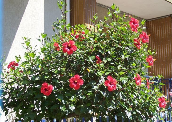 Hibiscus Rosa Sinensis